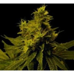 G13-Haze White Light Regular de Soma Seeds