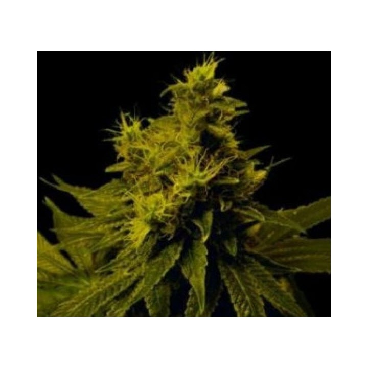 G13-Haze White Light Regular de Soma Seeds
