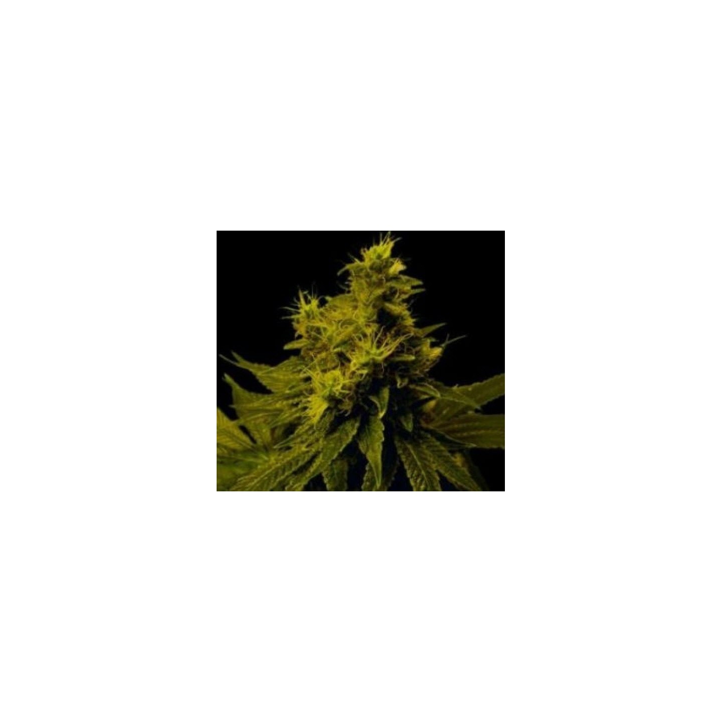 G13-Haze White Light Regular de Soma Seeds
