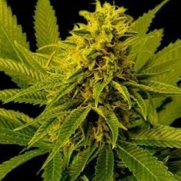G13-Haze White Willow Regular de Soma Seeds