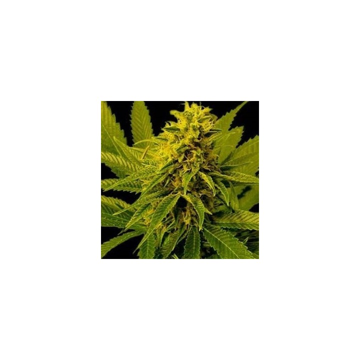 G13-Haze White Willow Regular de Soma Seeds