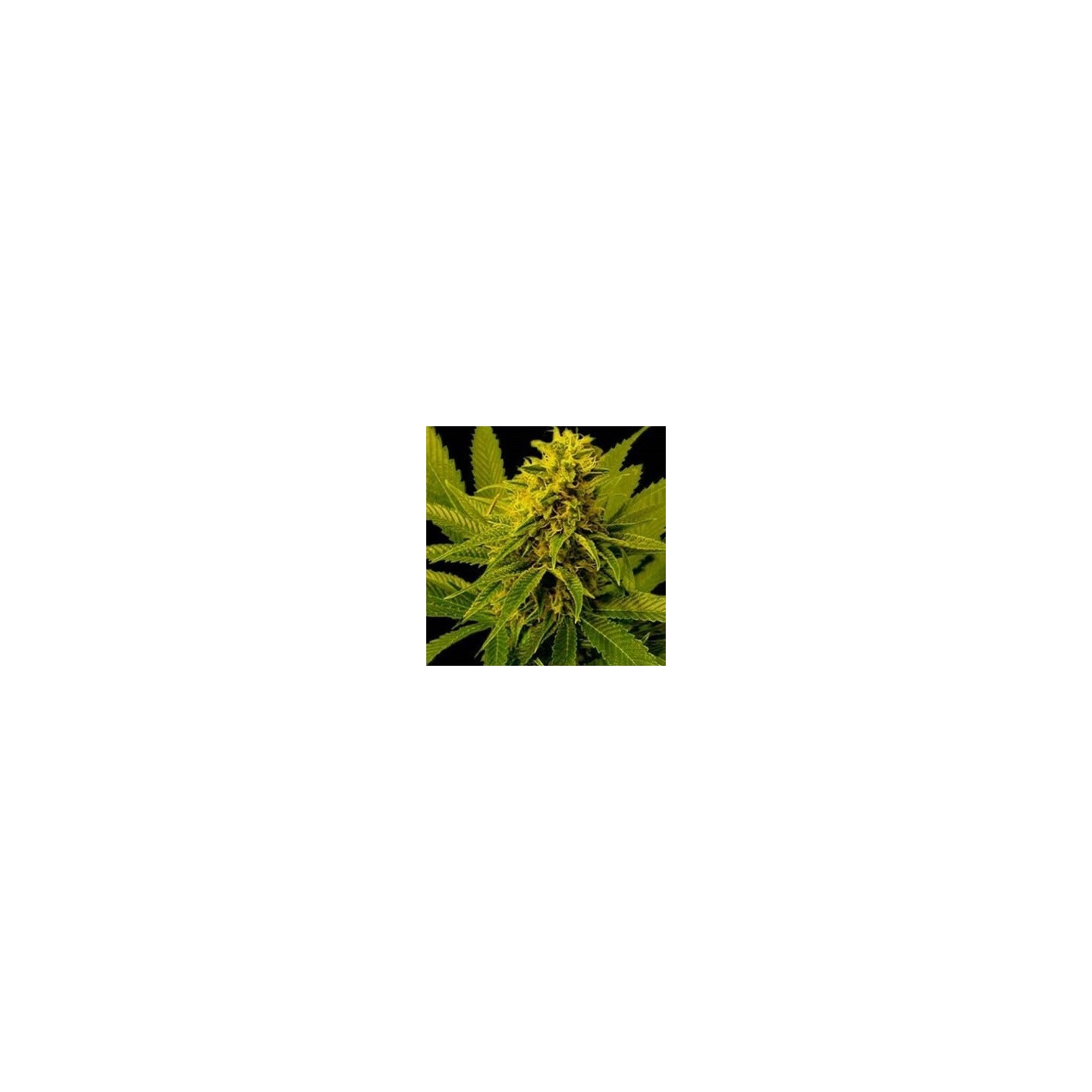 G13-Haze White Willow Regular de Soma Seeds