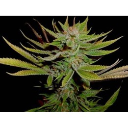 G13-Reclining Buddha Regular de Soma Seeds