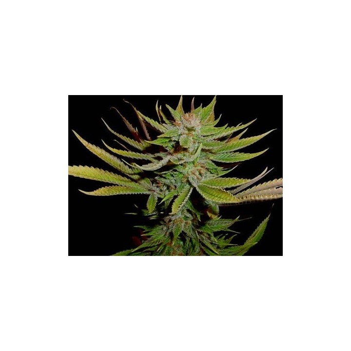 G13-Reclining Buddha Regular de Soma Seeds