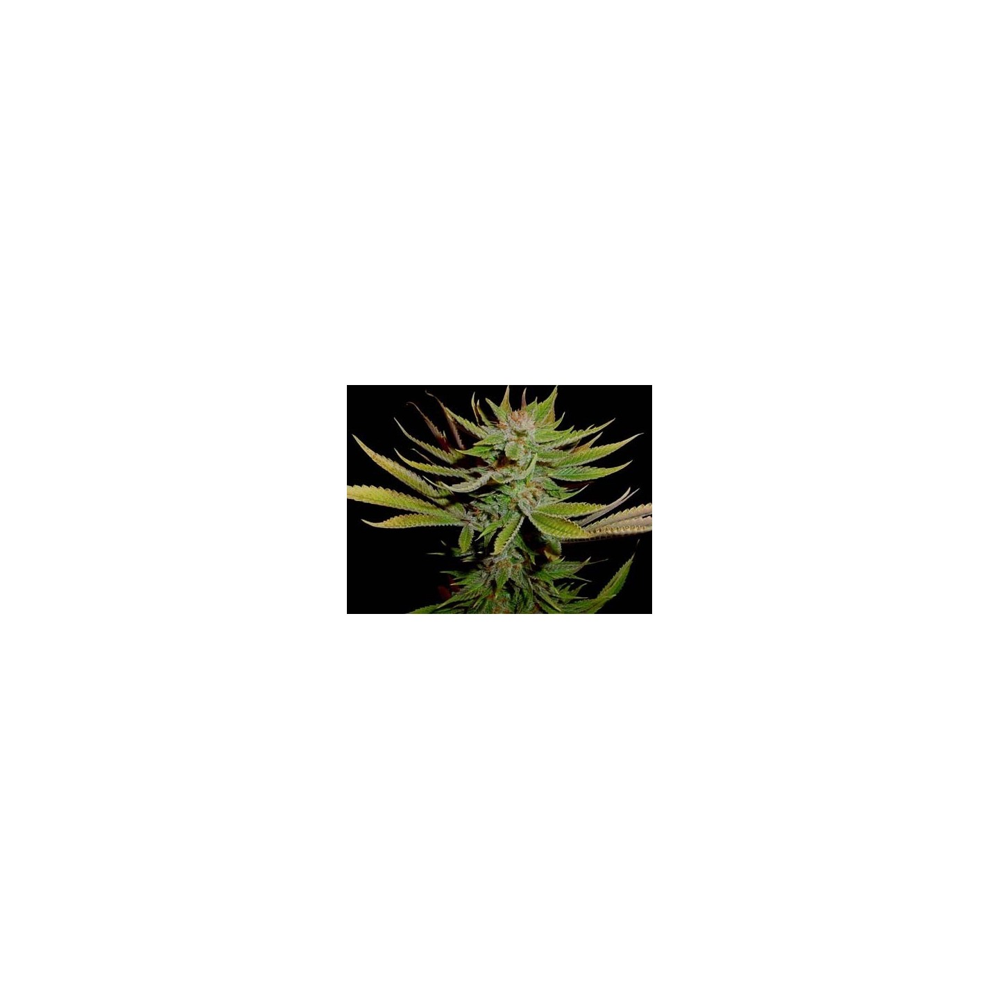 G13-Reclining Buddha Regular de Soma Seeds