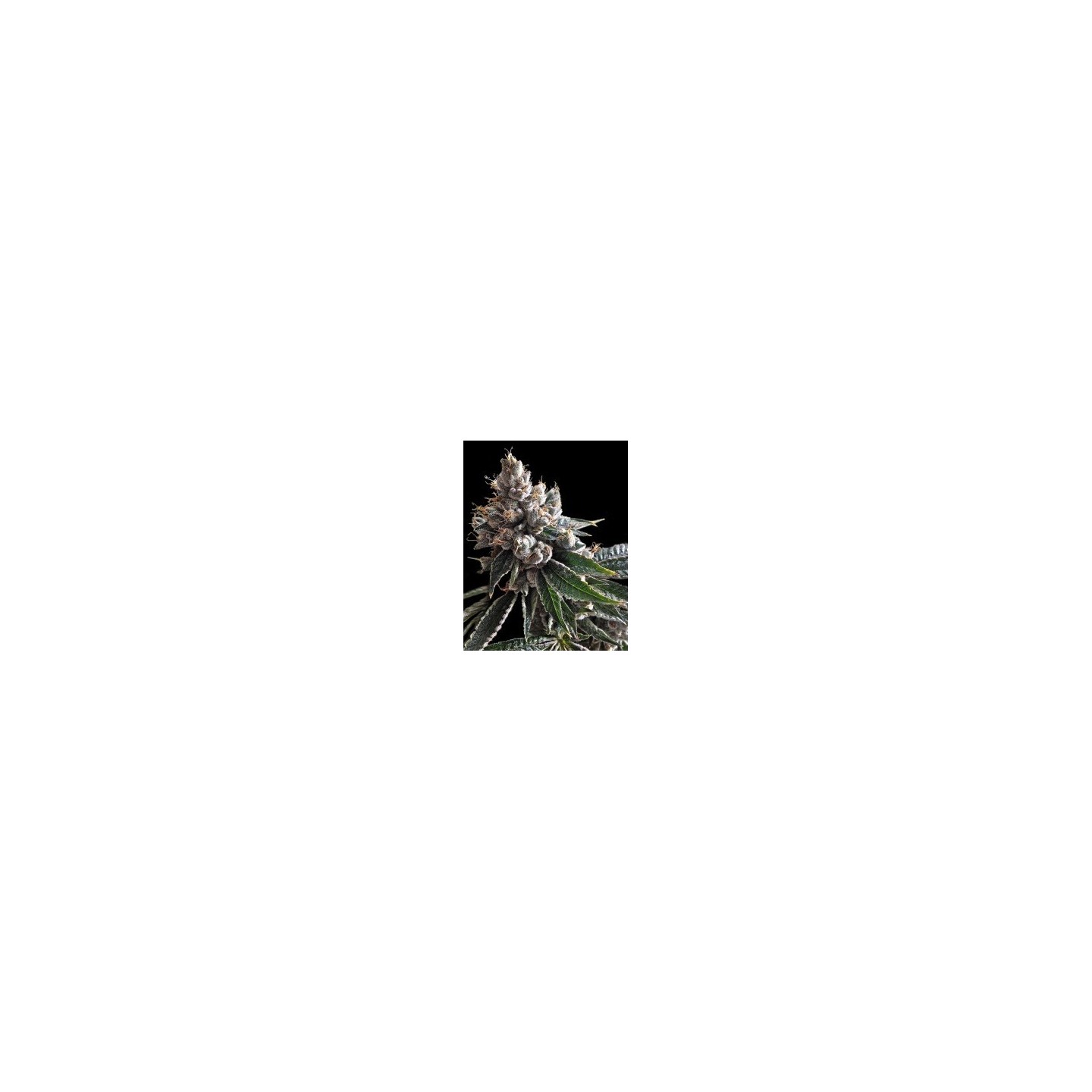 Golden Lemons Feminizada de DNA Genetics