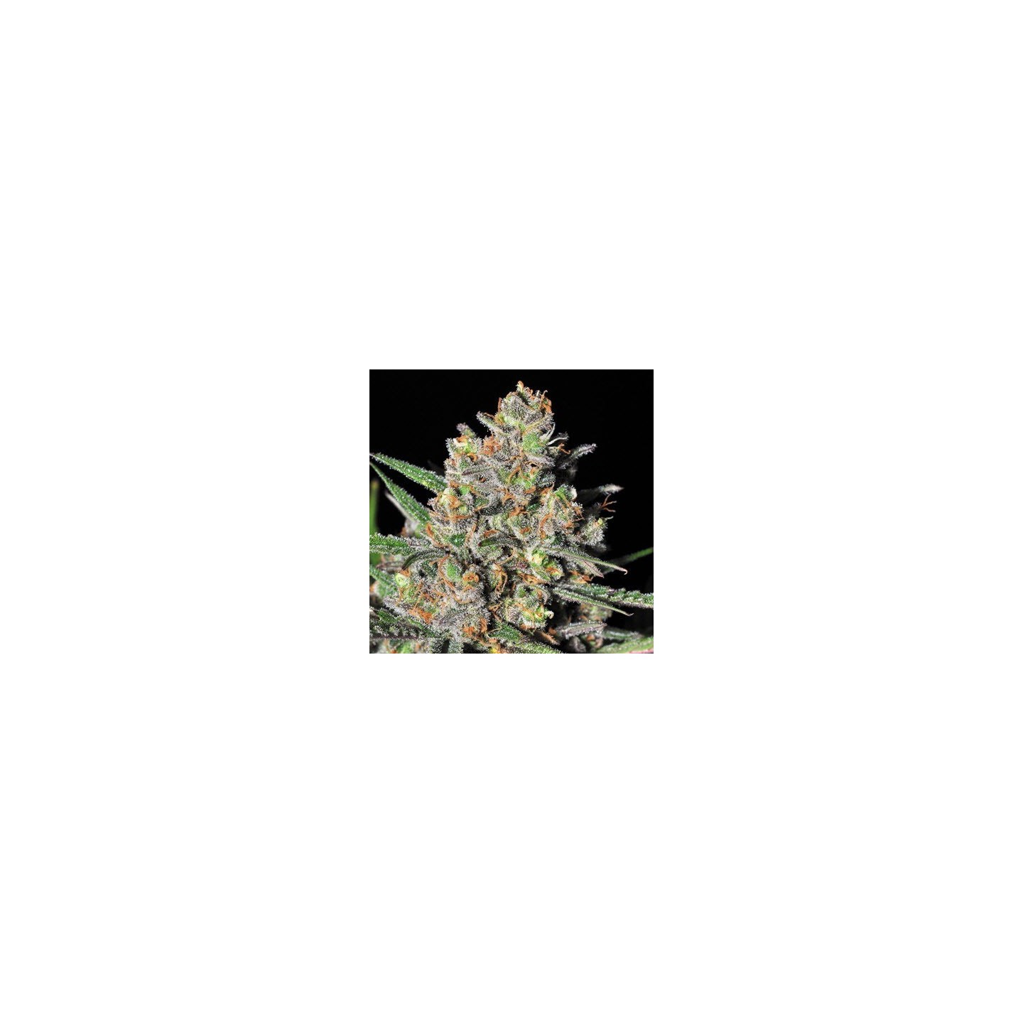 Green Love Potion Feminizada de Samsara