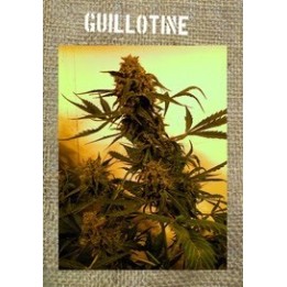 Guillotine Autofloreciente Feminizada de French Touch Seeds