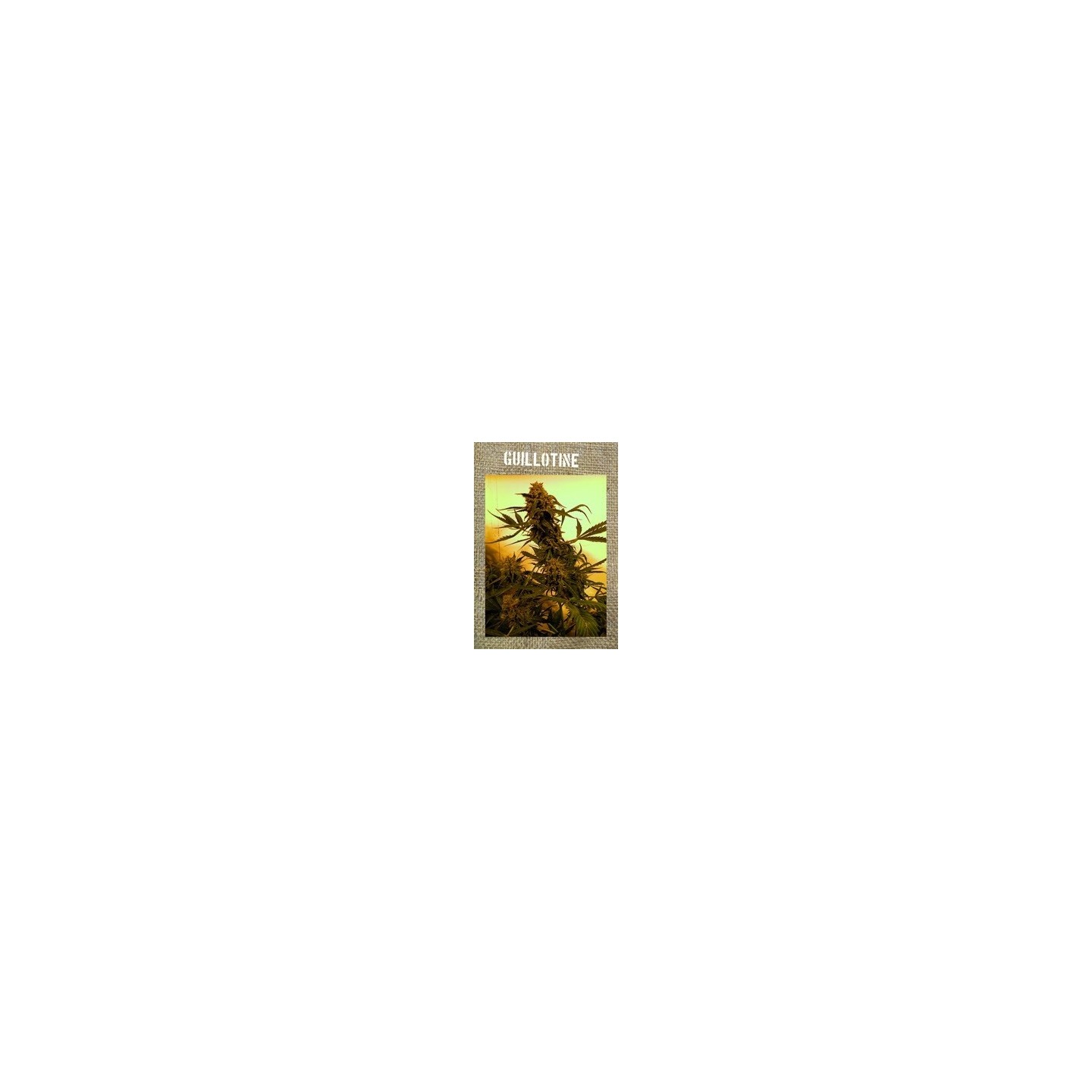 Guillotine Autofloreciente Feminizada de French Touch Seeds