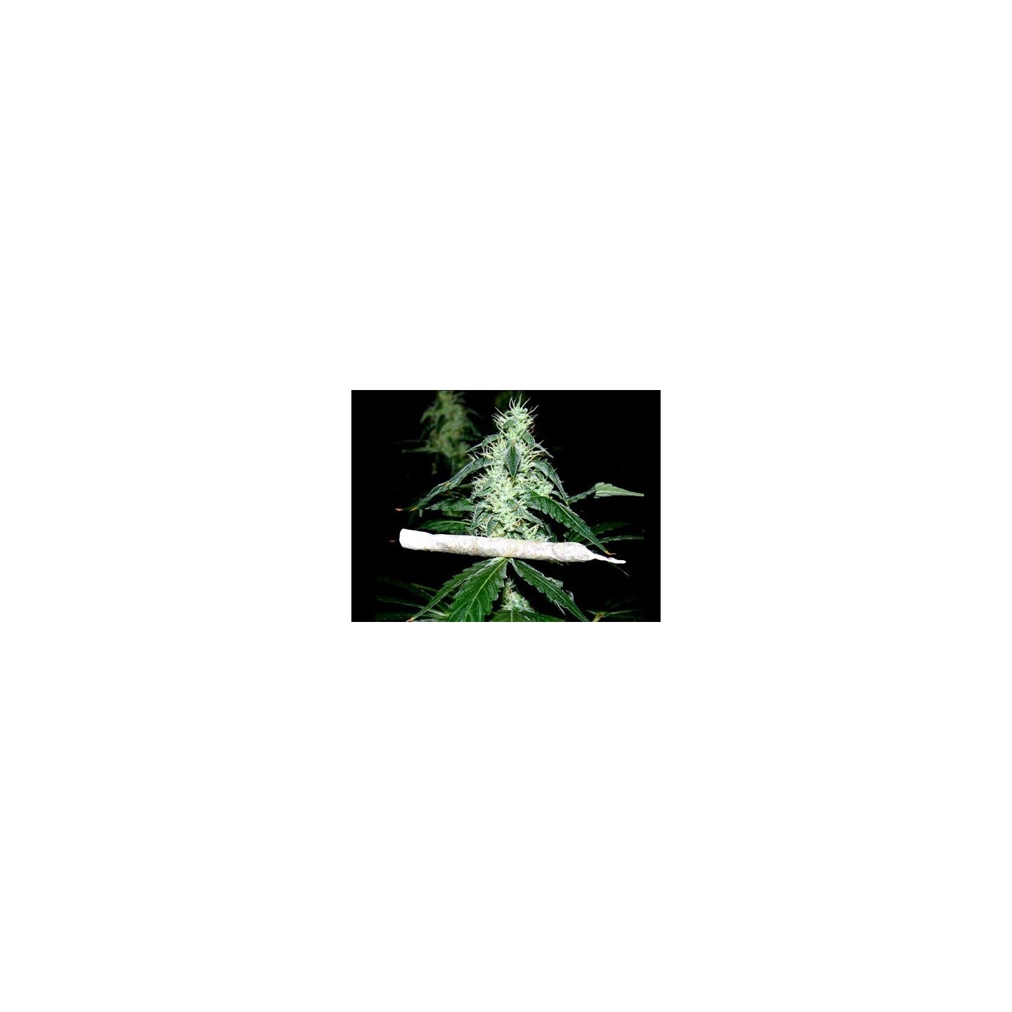 Hash Heaven Feminizada de Soma Seeds