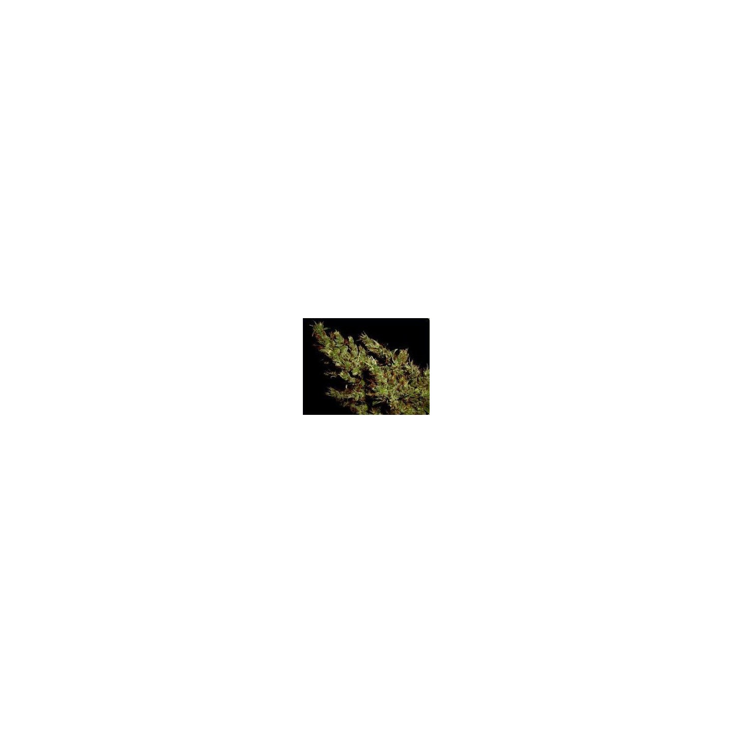 Haze Heaven Regular de Soma Seeds