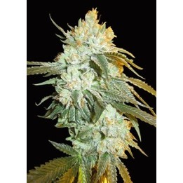 Head Stash Autofloreciente Feminizada de Bio Green