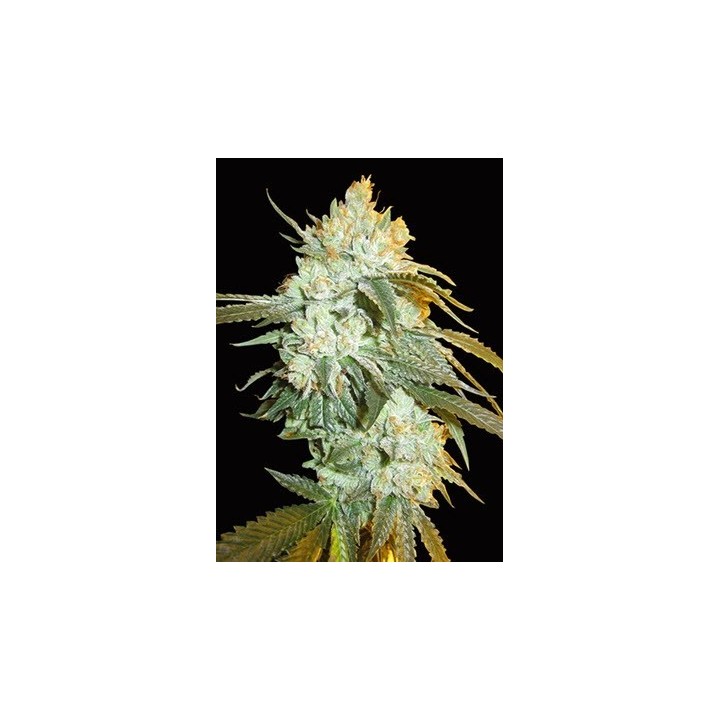 Head Stash Autofloreciente Feminizada de Bio Green