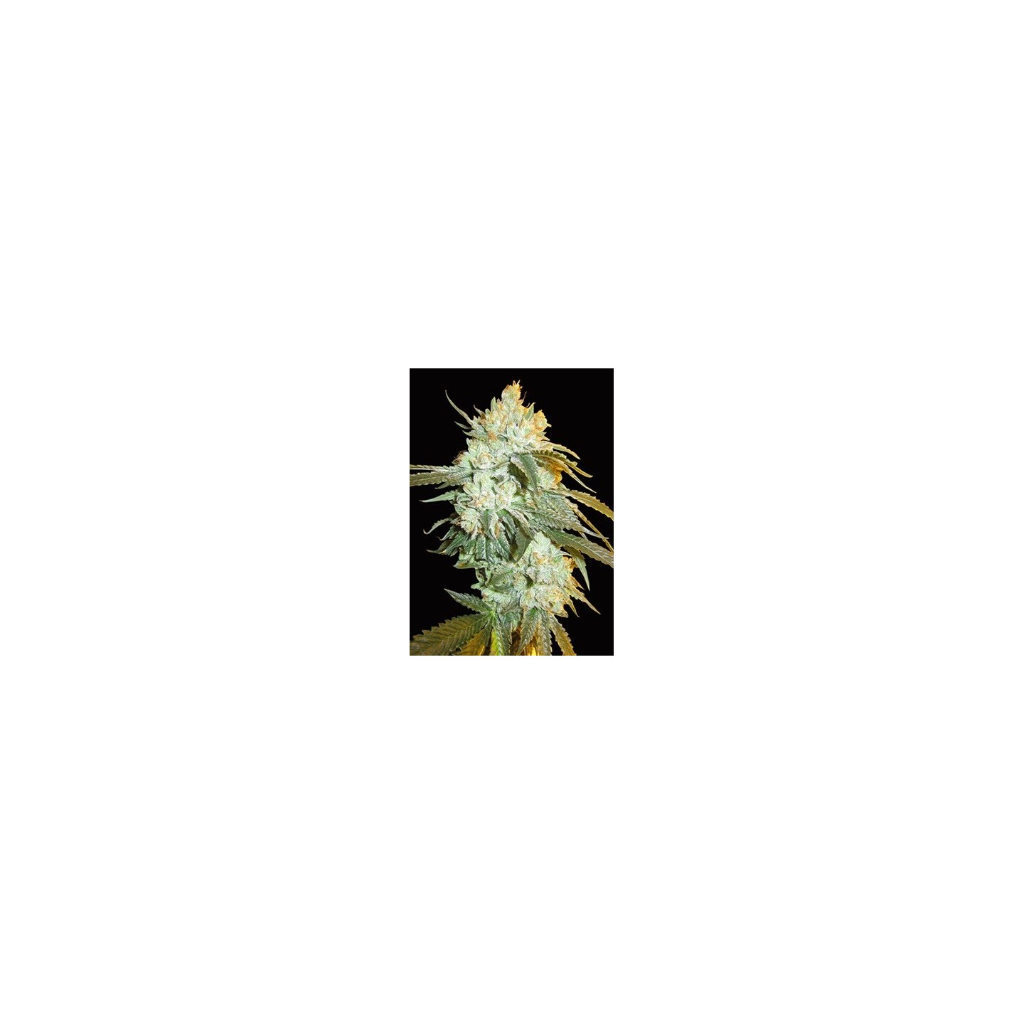 Head Stash Autofloreciente Feminizada de Bio Green