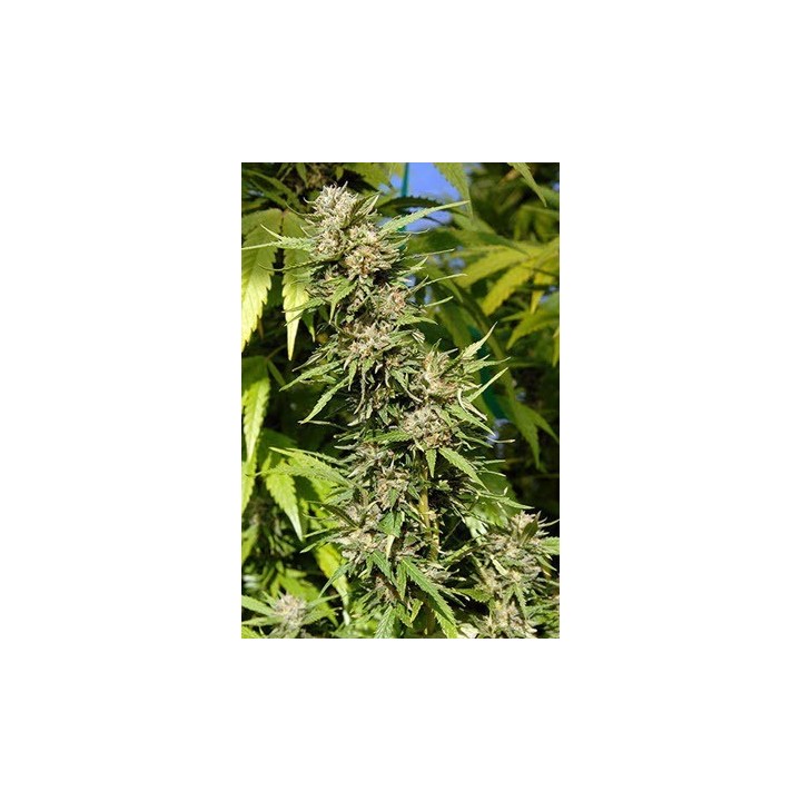Headstone Feminizada de Bio Green