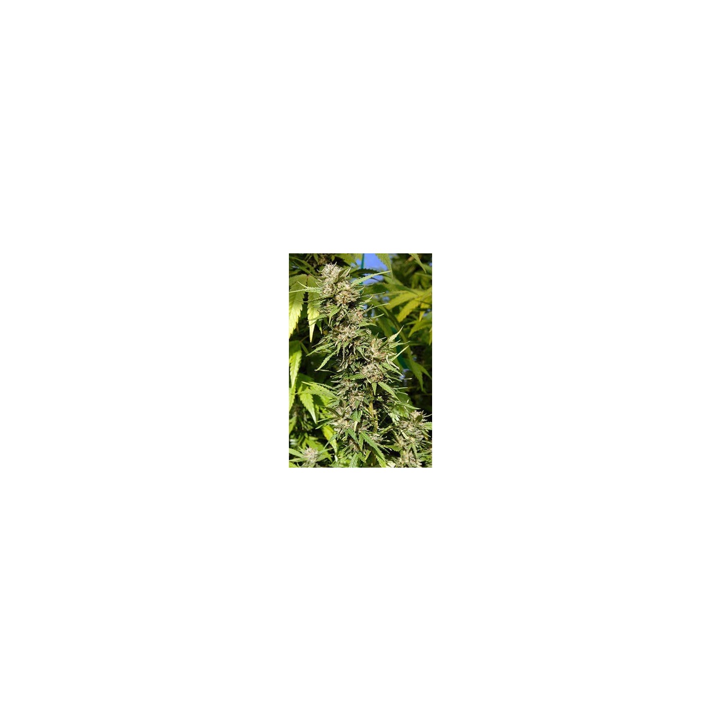 Headstone Feminizada de Bio Green
