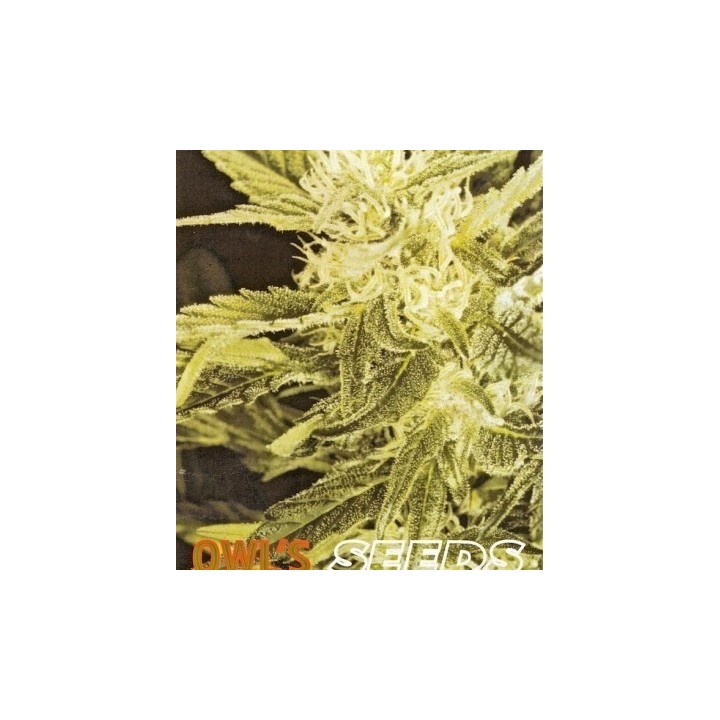 Heaven Regular de Owl's Productions Seeds
