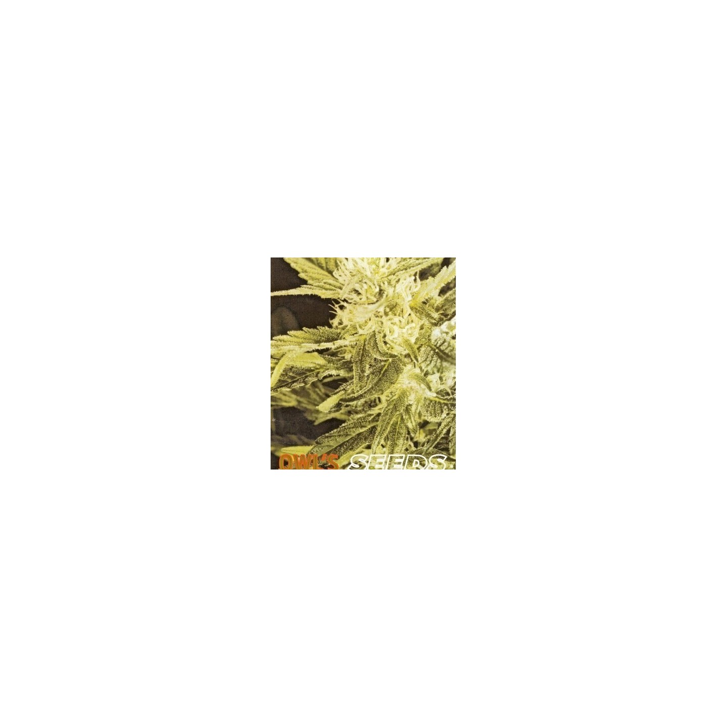 Heaven Regular de Owl's Productions Seeds
