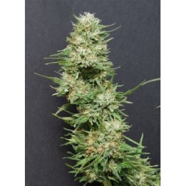 Heavyhead Feminizada de Bio Green