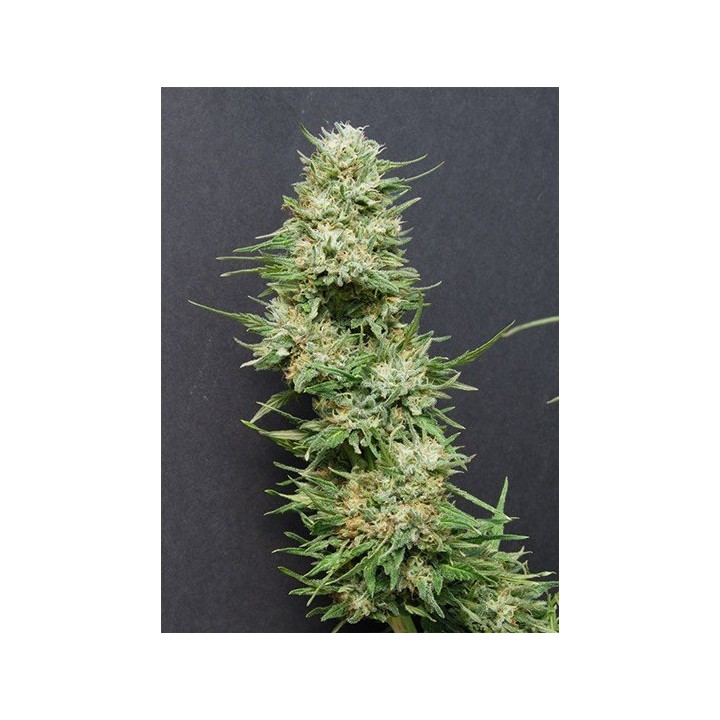 Heavyhead Feminizada de Bio Green