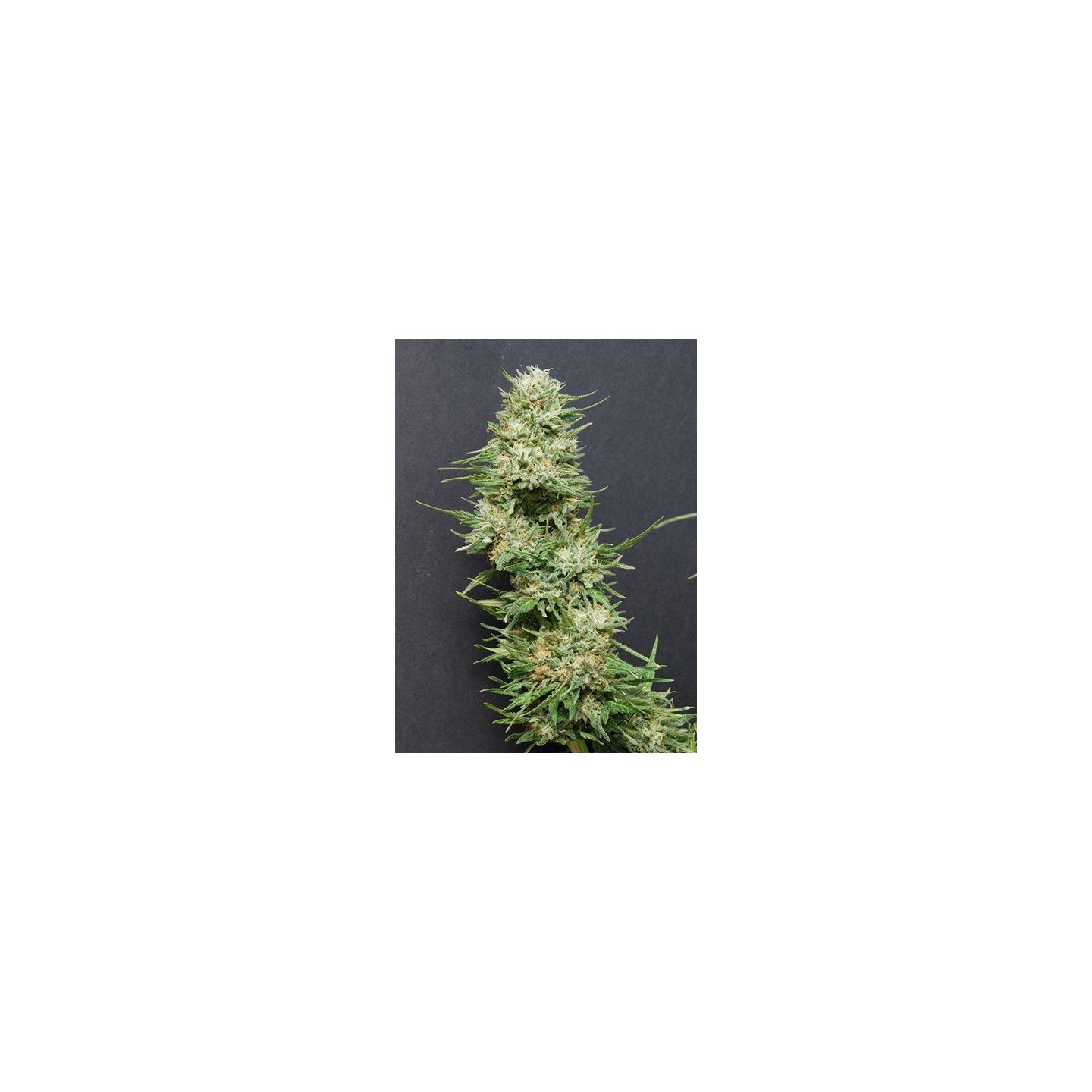 Heavyhead Feminizada de Bio Green