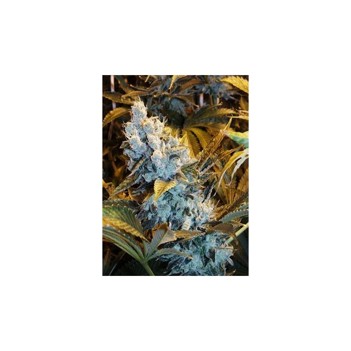 Himalaya Blue Diesel Feminizada de Short Stuff Seeds