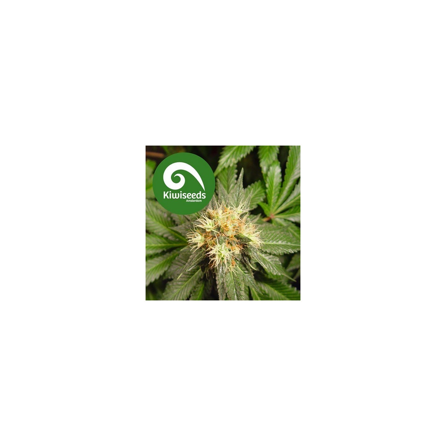Hindu Kush Feminizada de Sensi Seeds