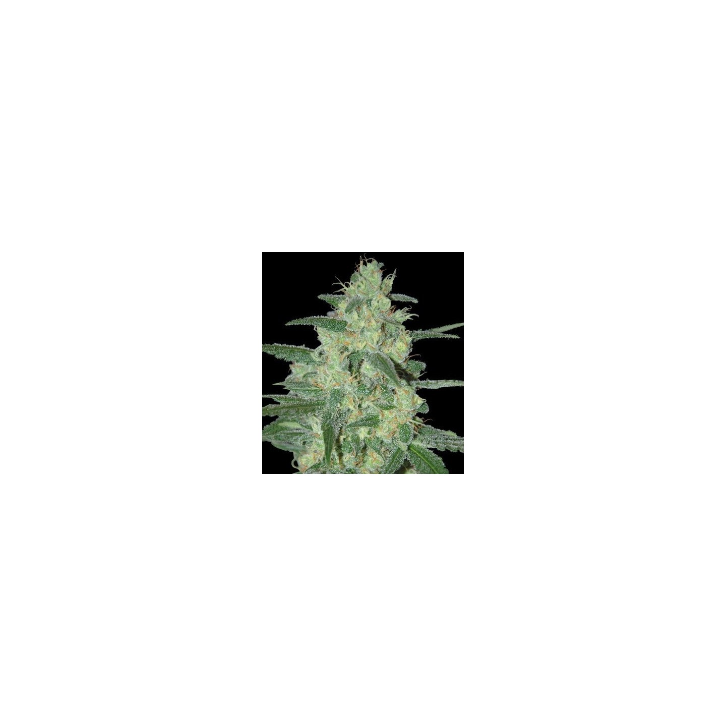 Holy Grail 69 Feminizada de Samsara