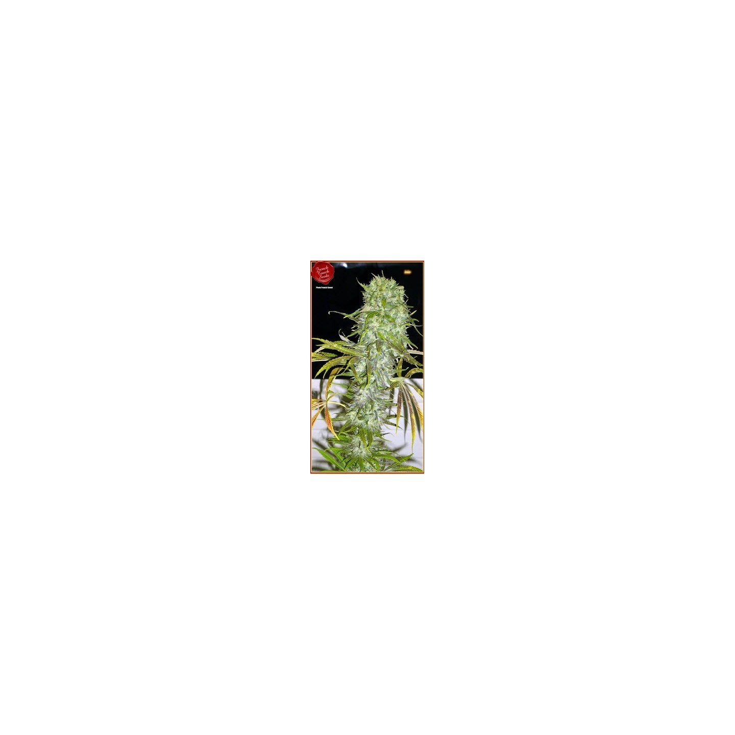 Irie Regular de French Touch Seeds