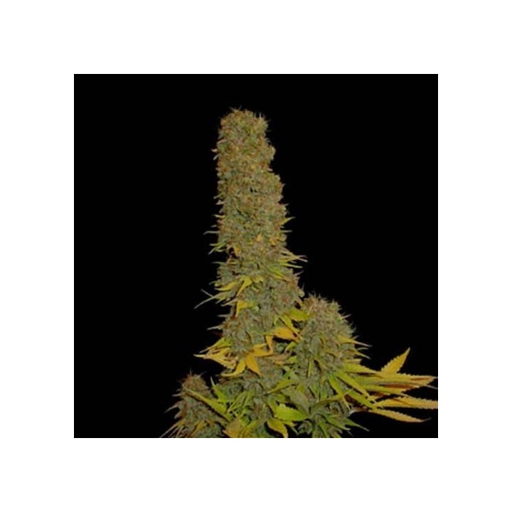 Kahuna Regular de Soma Seeds