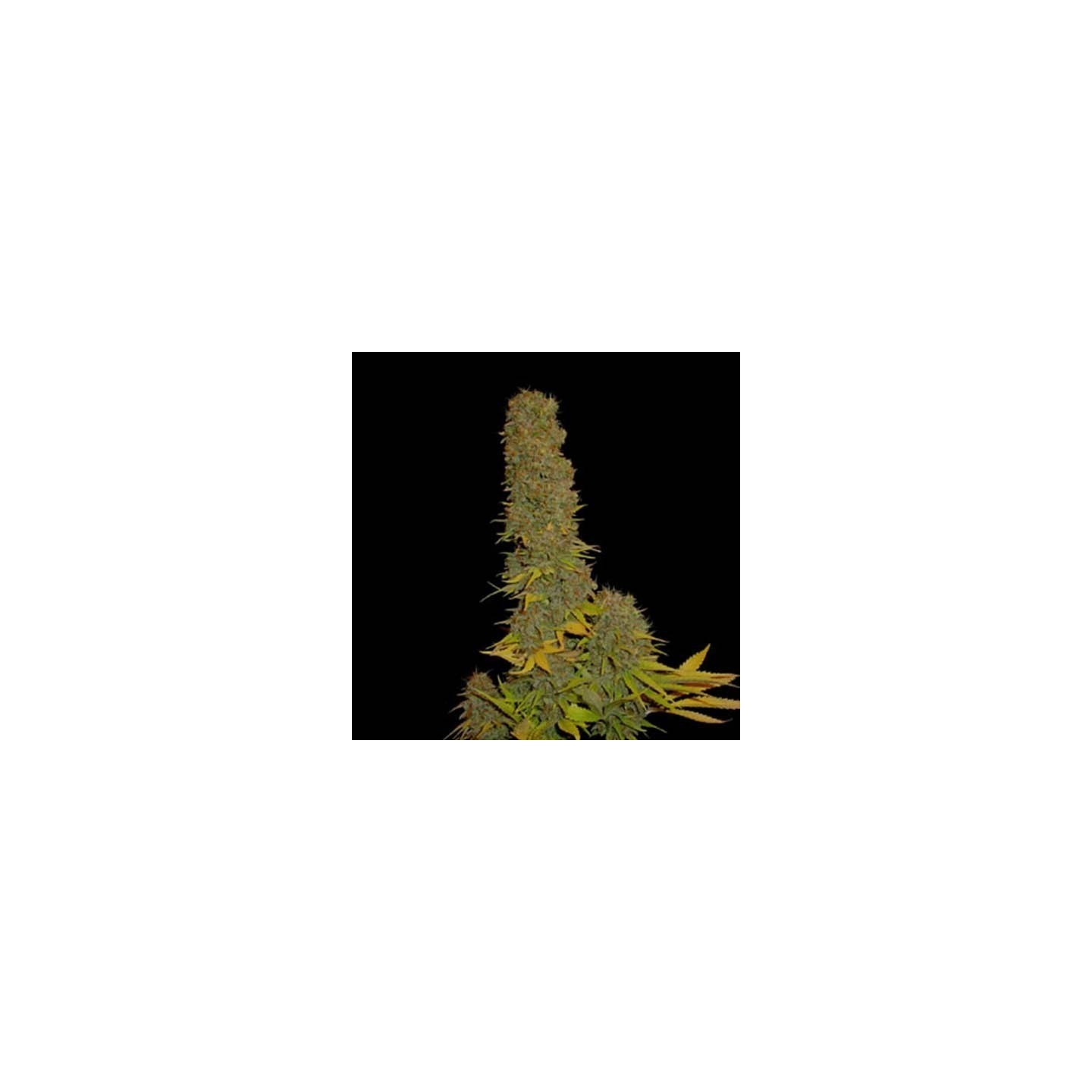 Kahuna 9 Regular de Soma Seeds