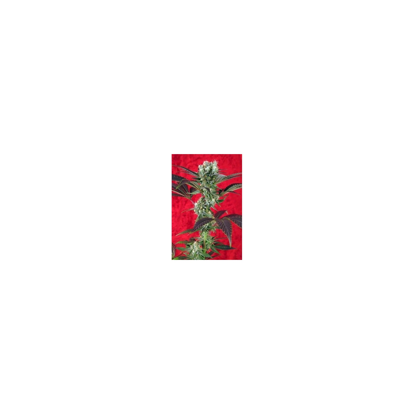 Kalijah Regular de Reggae Seeds