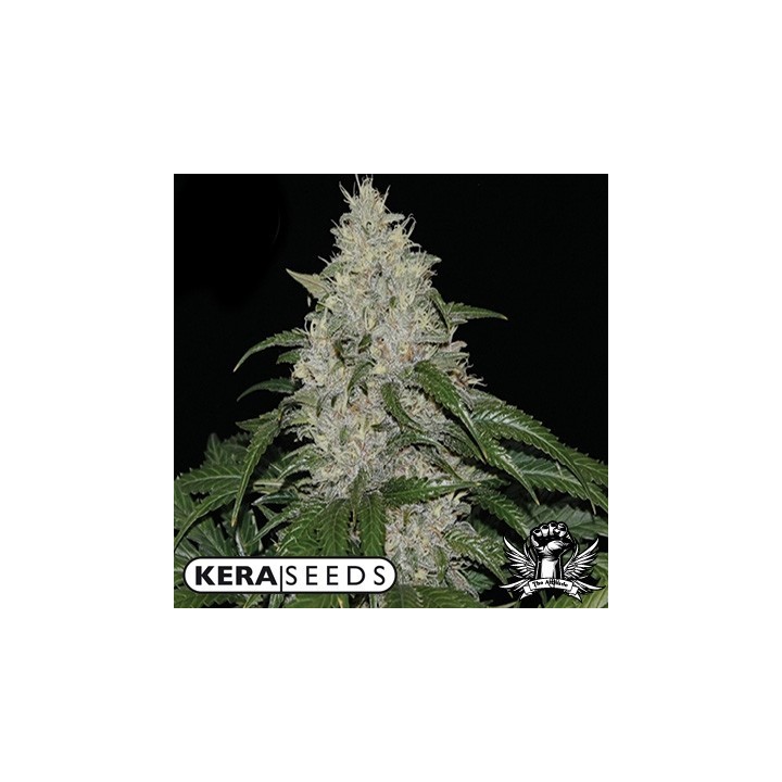 Kera Seeds Matic Autofloreciente Feminizada de 