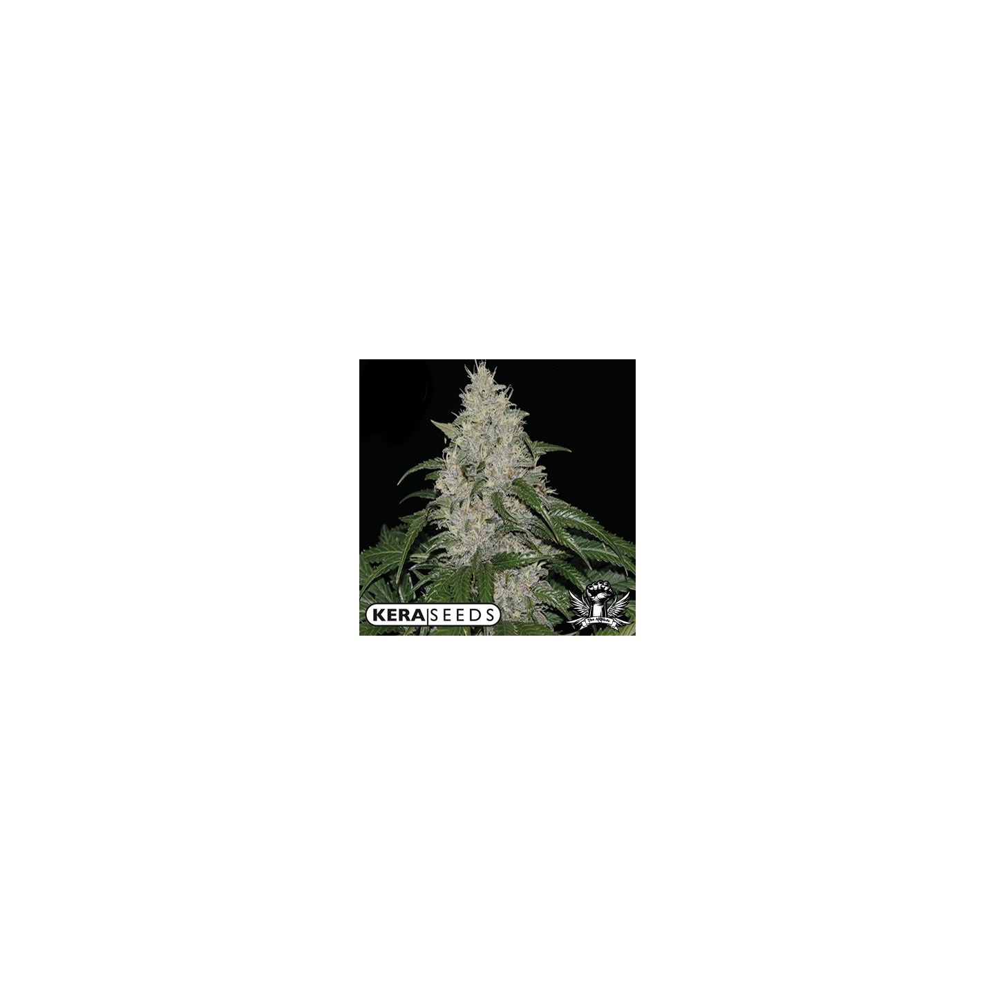 Kera Seeds Matic Autofloreciente Feminizada de 