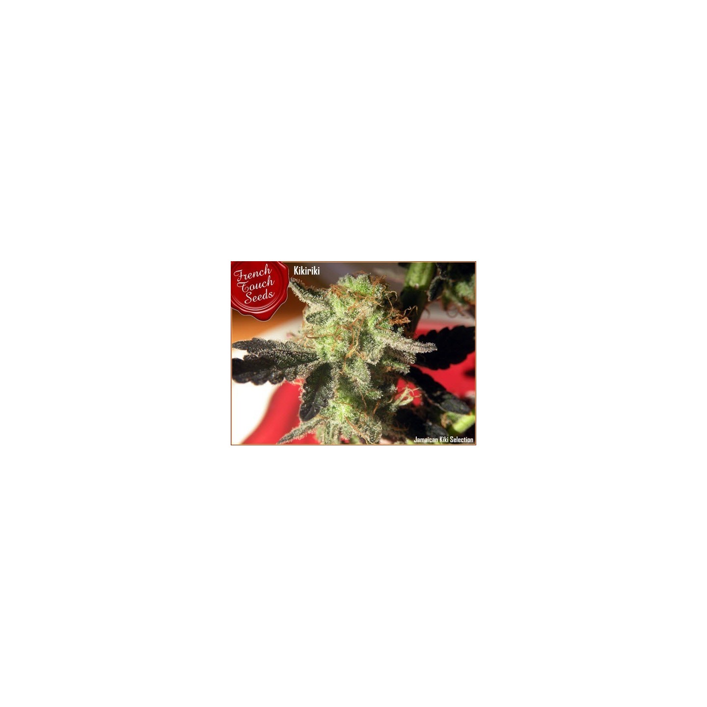 Kikiriki Regular de French Touch Seeds