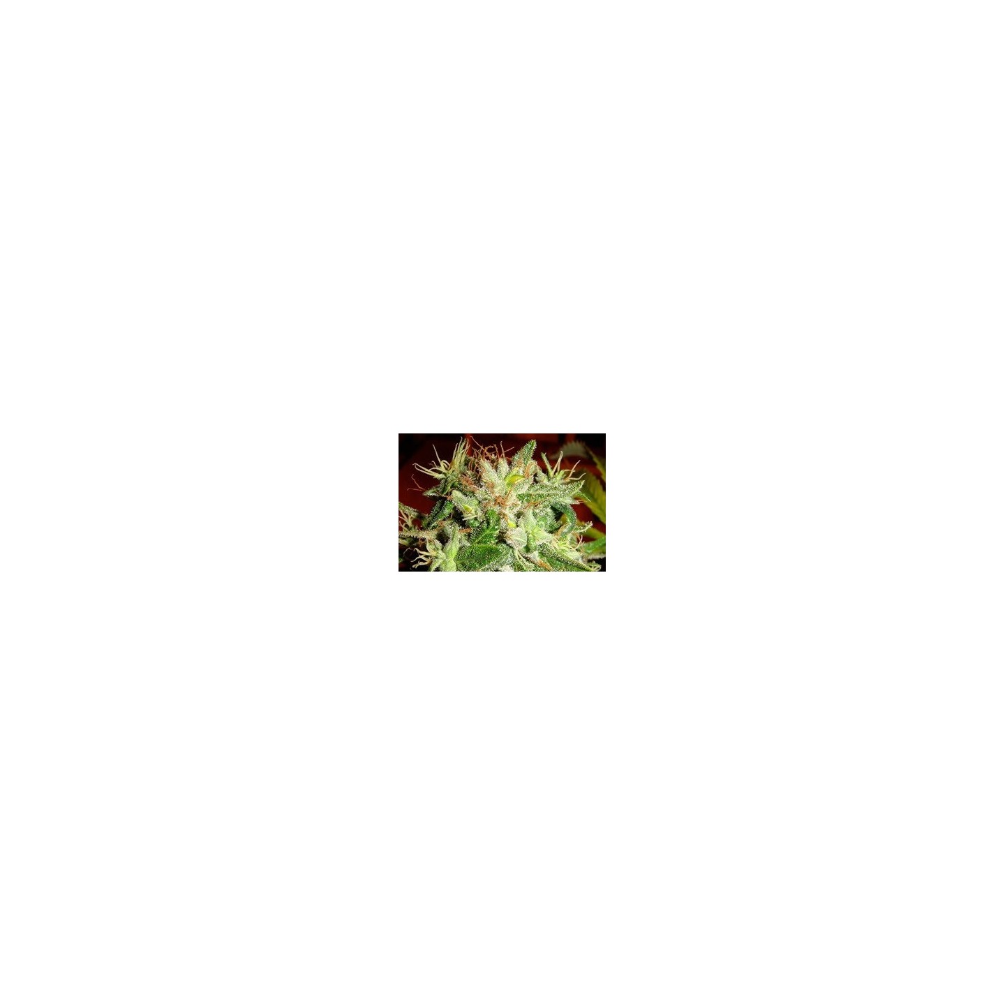 Kushadelic Feminizada de Soma Seeds