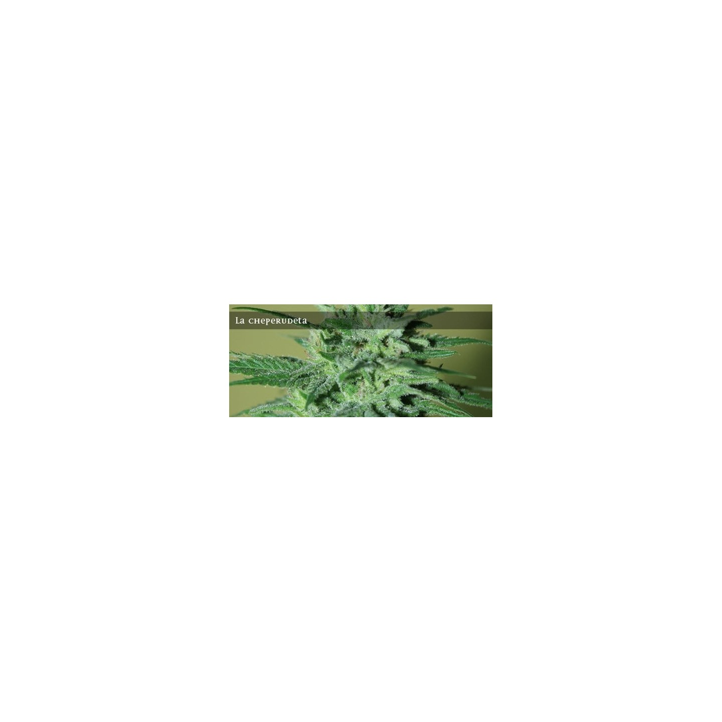 La Cheperudeta Feminizada de Elite Seeds