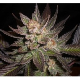 Lavandula Feminizada de Expert Seeds
