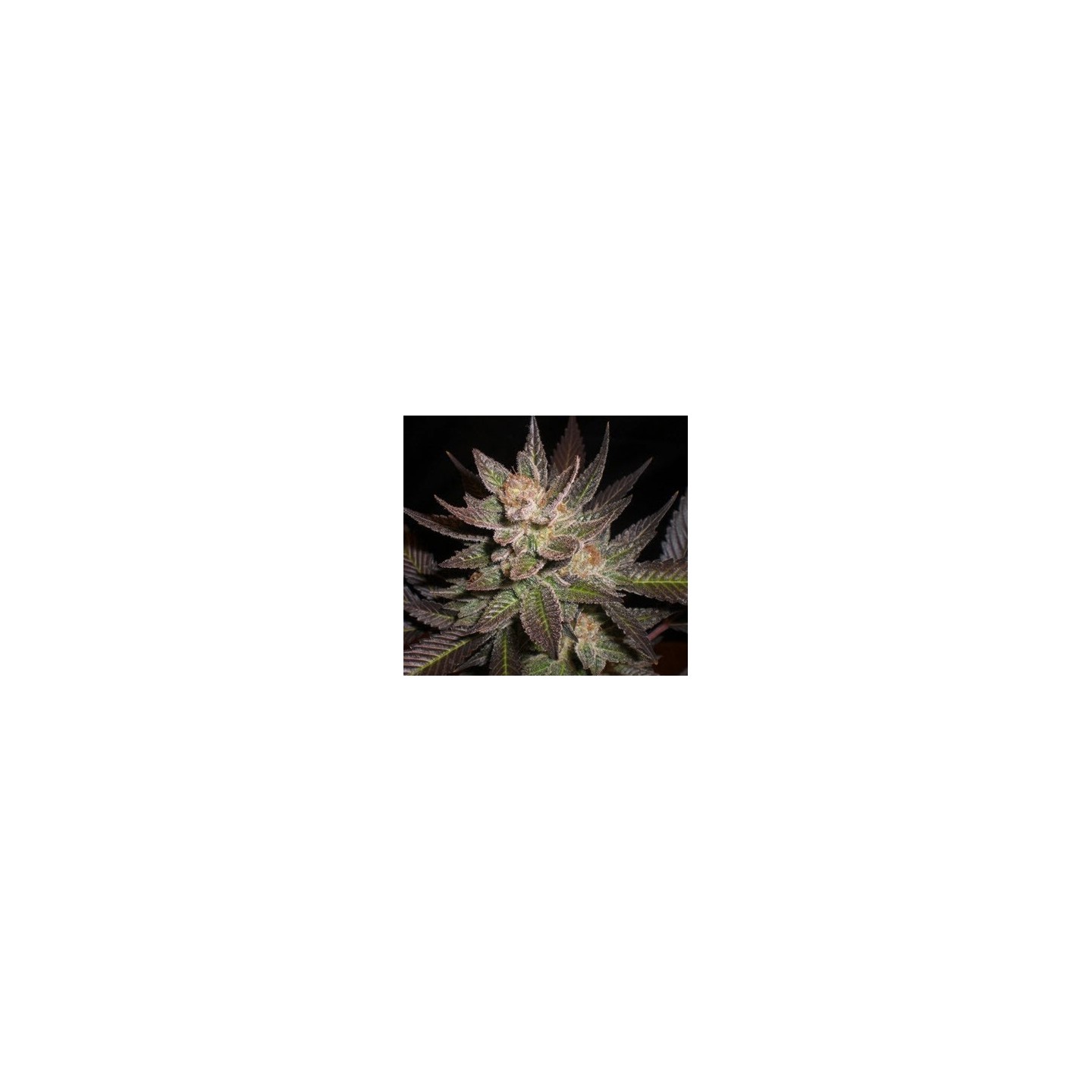 Lavandula Feminizada de Expert Seeds
