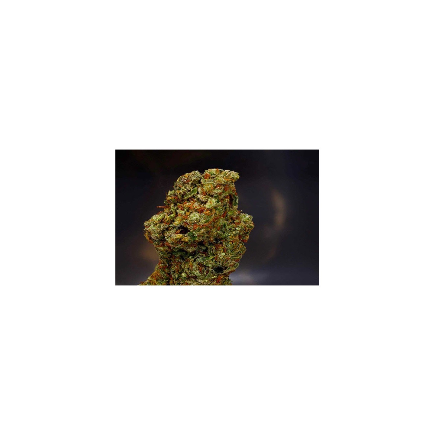 Lavender Feminizada de Soma Seeds