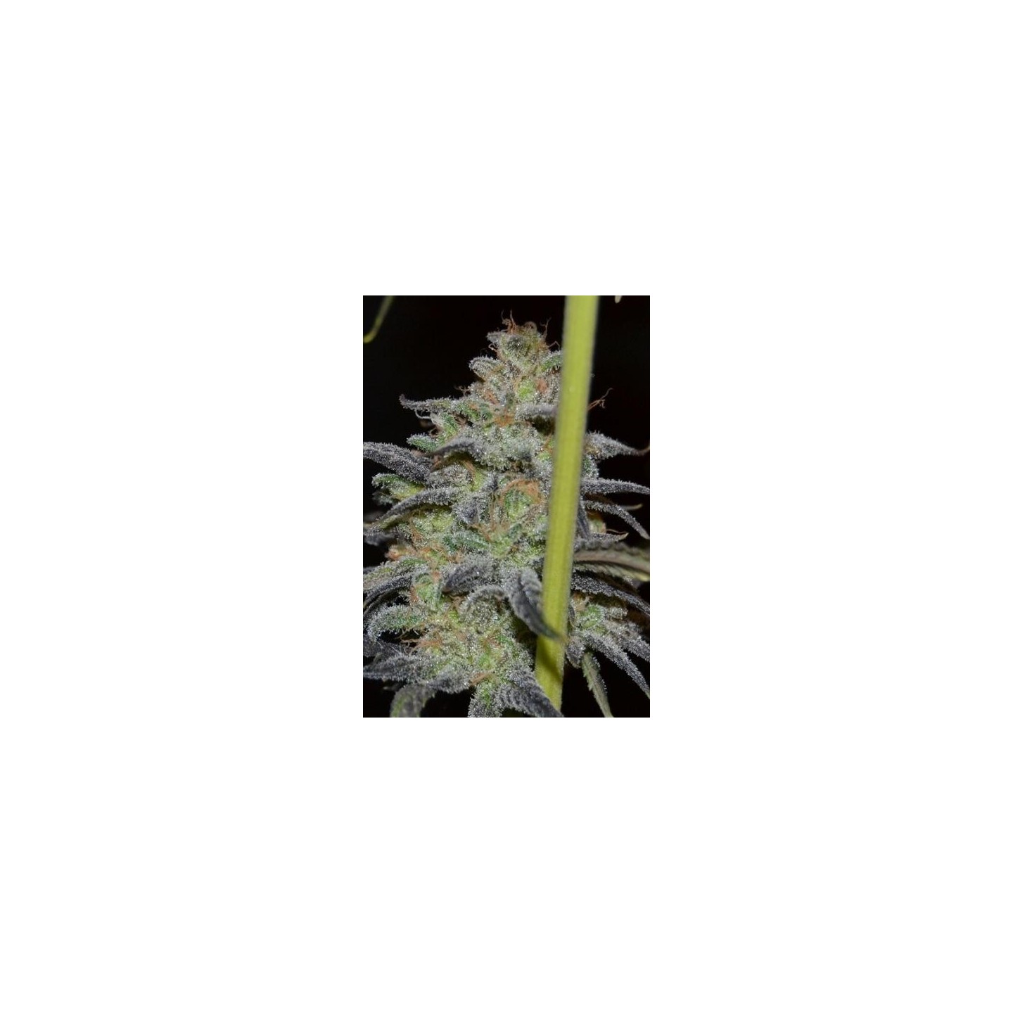 Lilly Feminizada de Original Delicatessen