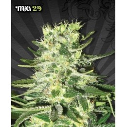 Mig-29 Autofloreciente Feminizada de Auto Seeds