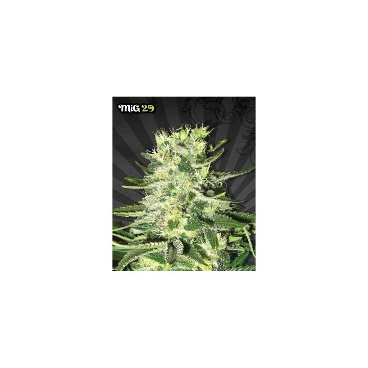 Mig-29 Autofloreciente Feminizada de Auto Seeds