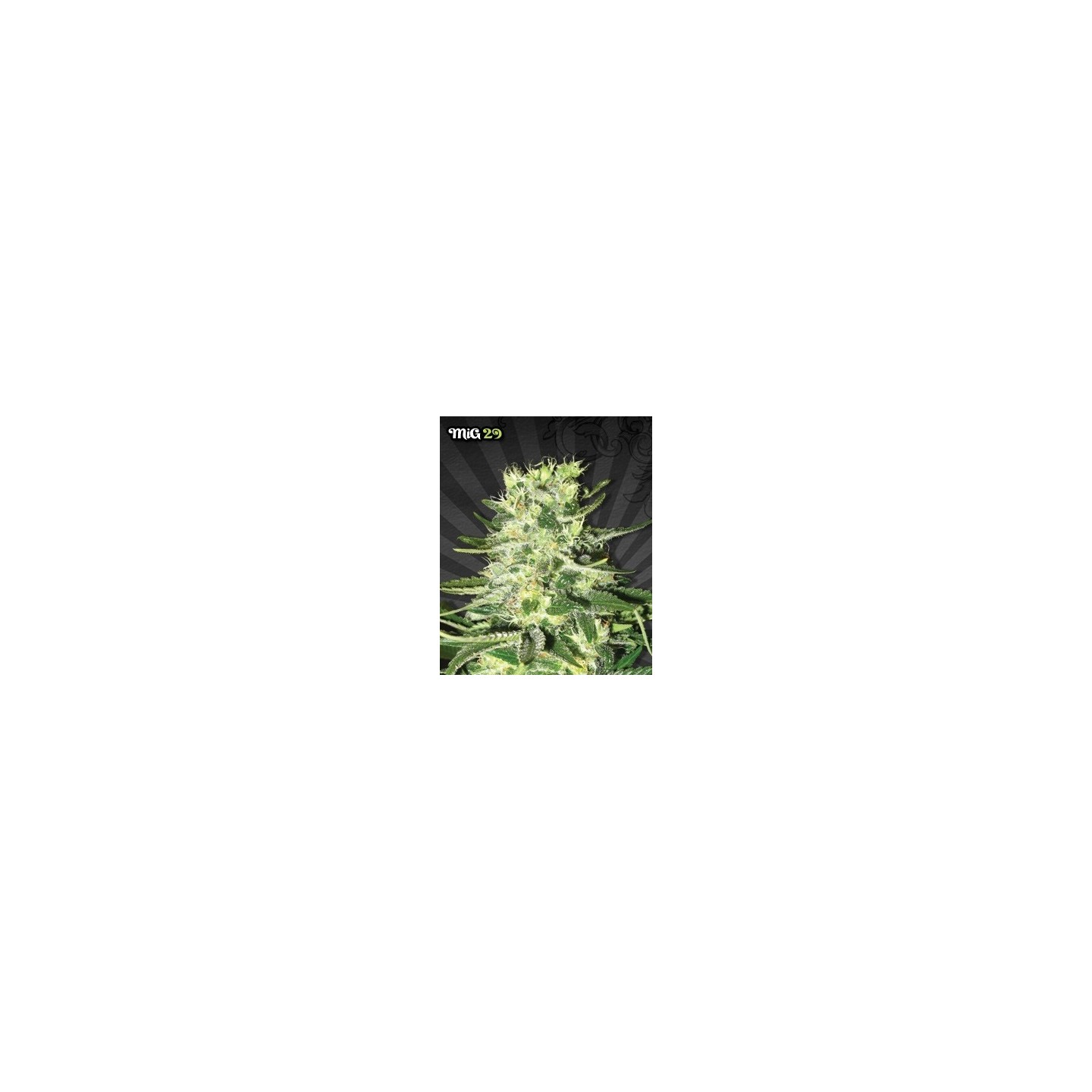 Mig-29 Autofloreciente Feminizada de Auto Seeds