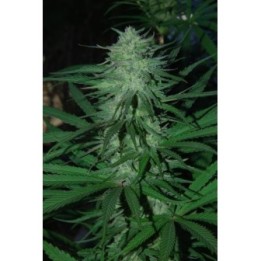 Mix Regular de Cannabiogen Seeds