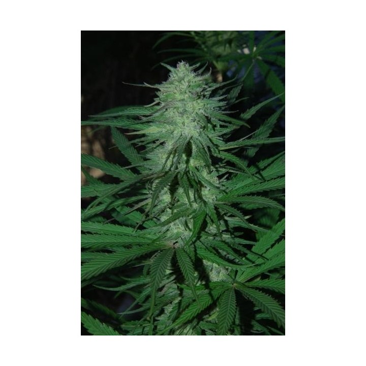 Mix Regular de Cannabiogen Seeds