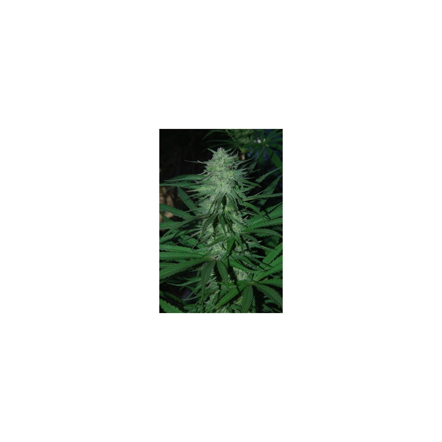 Mix Regular de Cannabiogen Seeds