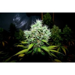 NYC Diesel Feminizada de Soma Seeds