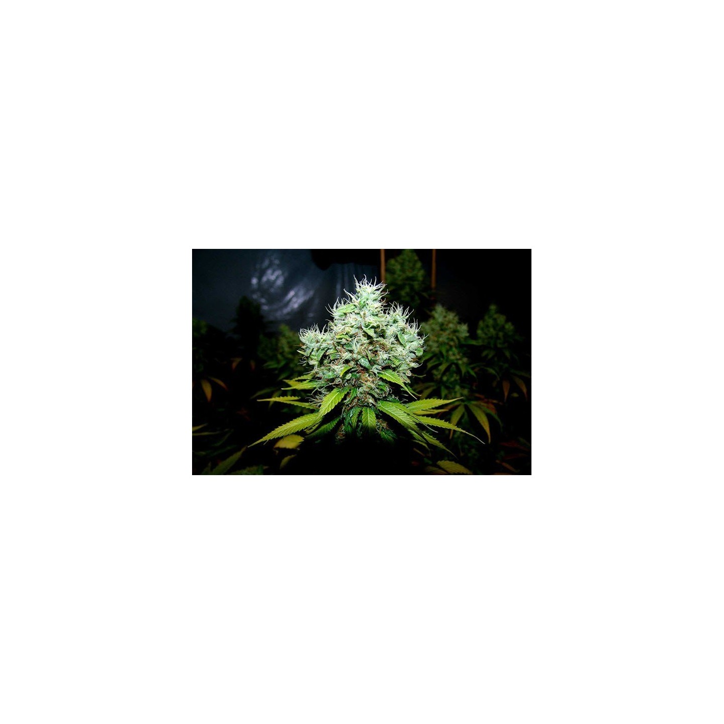 NYC Diesel Feminizada de Soma Seeds