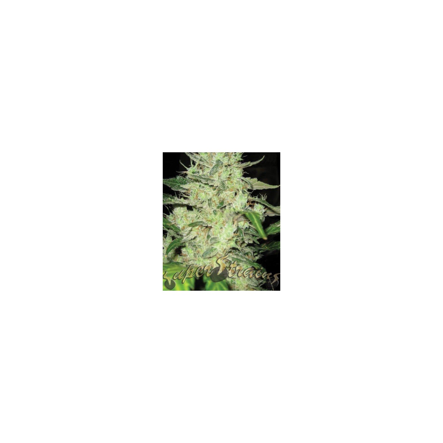 Next Of Kin Feminizada de Super Strains
